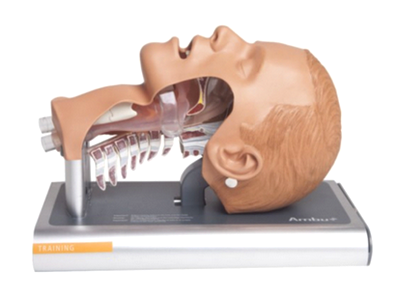 Ein anatomisches Modell eines menschlichen Kopfes nebst Atemwege mit sichtbaren inneren Strukturen für die Übung im SKL.